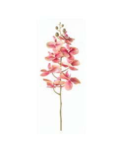 Orchidea (conf. 12 pz.)