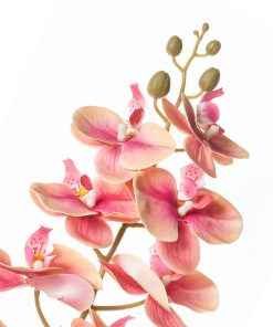 Alternative view of Orchidea (conf. 12 pz.)