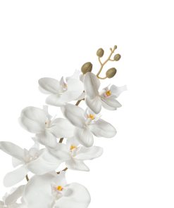 Alternative view of Orchidea bianca (conf. 12 pz.)
