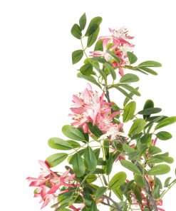 Alternative view of Aglaia odorata (conf. 12 pz.)
