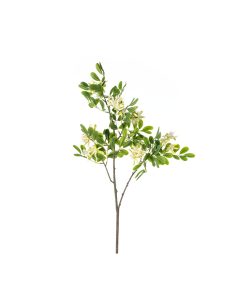Aglaia odorata (conf. 12 pz.)