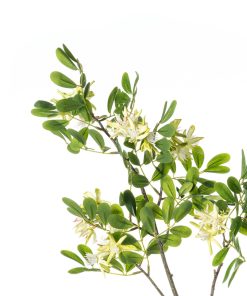 Alternative view of Aglaia odorata (conf. 12 pz.)