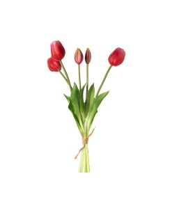 Tulipani (conf. 12 pz.)