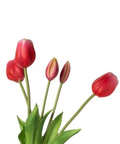 Alternative view of Tulipani (conf. 12 pz.)