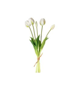 Tulipani (conf. 12 pz.)