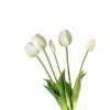 Tulipani (conf. 12 pz.) - immagine 2