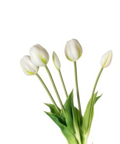 Alternative view of Tulipani (conf. 12 pz.)