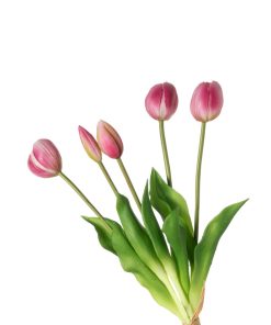 Alternative view of Tulipani (conf. 12 pz.)