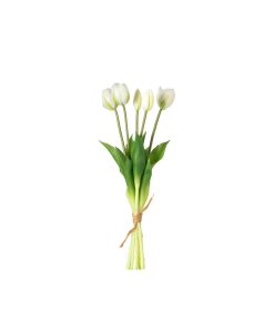 Tulipani (conf. 12 pz.)