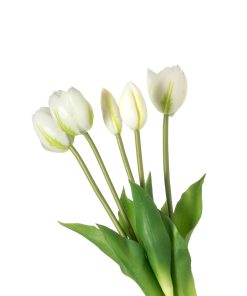 Alternative view of Tulipani (conf. 12 pz.)