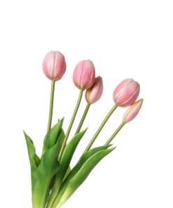 Alternative view of Tulipani (conf. 12 pz.)