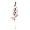 Gladioli (conf. 12 pz.)