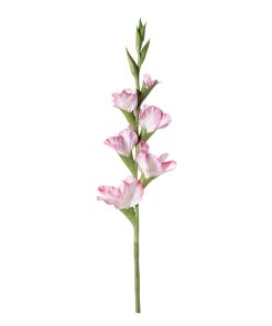 Gladioli (conf. 12 pz.)