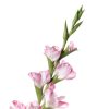 Gladioli (conf. 12 pz.) - immagine 2