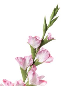 Alternative view of Gladioli (conf. 12 pz.)