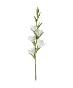 Gladioli (conf. 12 pz.)