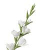 Gladioli (conf. 12 pz.) - immagine 2