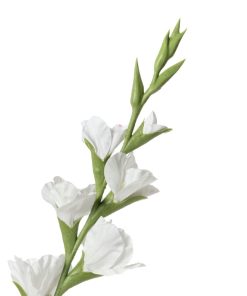Alternative view of Gladioli (conf. 12 pz.)
